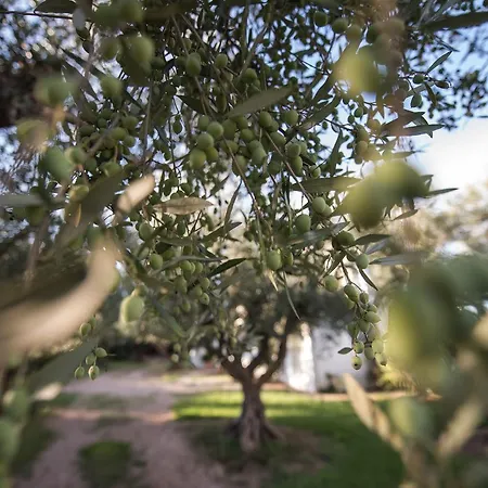 Ilida * 斯卡费迪亚